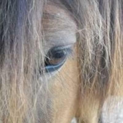 Ferme Equestre Les Chevaliers Hotel Penol Ngoại thất bức ảnh